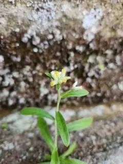 Cliff Cudweed thumbnail 2