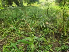 Catchfly grass thumbnail 2
