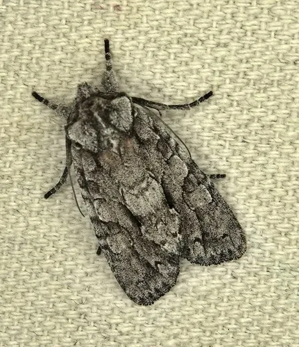 Lithophane atara