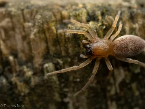 Clubiona lutescens