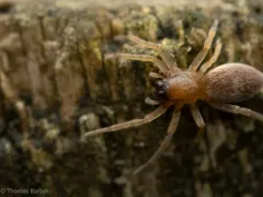 Clubiona lutescens thumbnail 1
