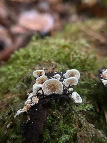 Crepidotus hamulatus