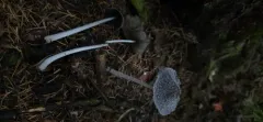 Coprinopsis marcida thumbnail 3