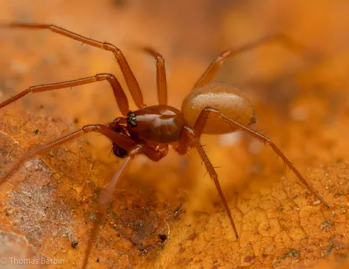 Helophora reducta