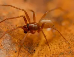 Helophora reducta thumbnail 1