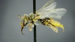 Perdita lingualis thumbnail 2