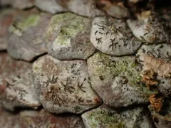 Phaeographis inusta thumbnail 1