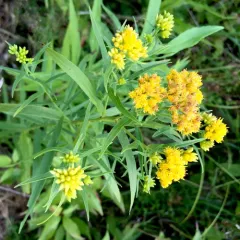 flat-topped goldenrod thumbnail 3