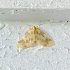 Beggar Moth thumbnail 4