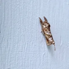 Striped Chocolate-tip Moth thumbnail 3