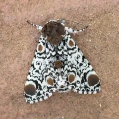 Harris' Three-Spot thumbnail 3