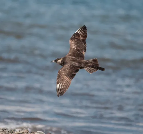 Pomarine Jaeger