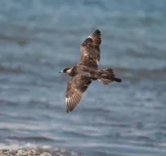Pomarine Jaeger thumbnail 1