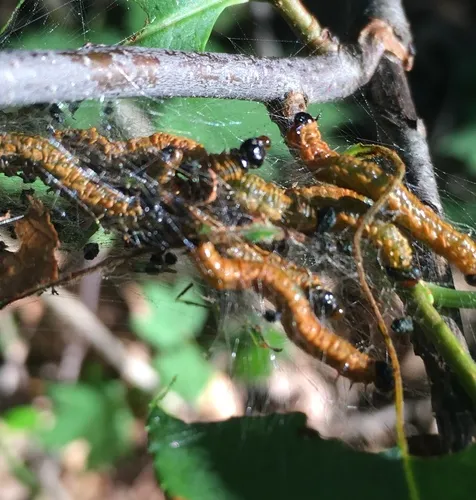 Cherry Webspinning Sawfly