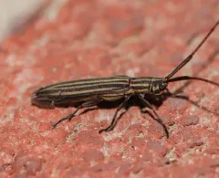 Ribbon Longhorn Beetle thumbnail 2
