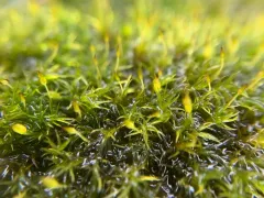 Racomitrium microcarpon thumbnail 3
