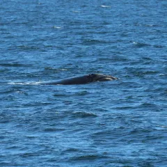 North Atlantic Right Whale thumbnail 2