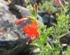 California fuchsia thumbnail 2