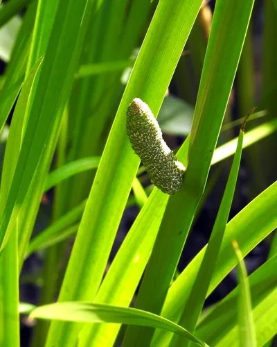 Eurasian Sweet-Flag