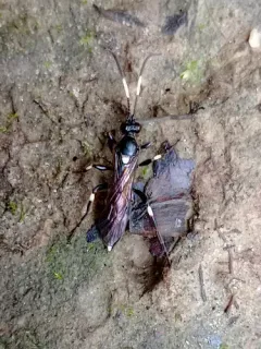 Ichneumon deliratorius thumbnail 3