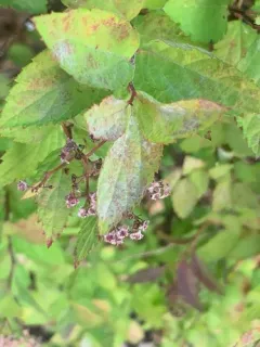 Podosphaera spiraeae thumbnail 3
