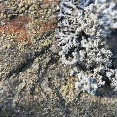 Granite-speck Rim Lichen thumbnail 1