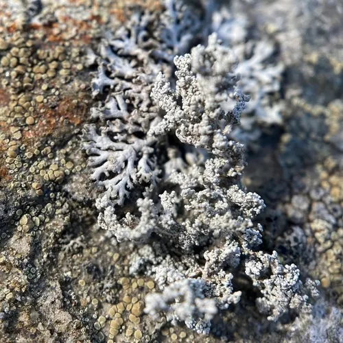 Rock Foam