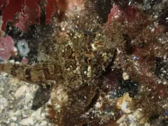 Northern Sculpin thumbnail 4