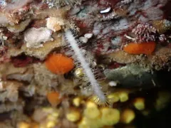Carnivorous Sponge thumbnail 4