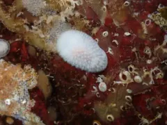 Crowned Dorid thumbnail 3