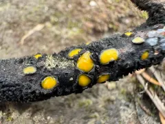 Coccomyces castanopsidis thumbnail 3