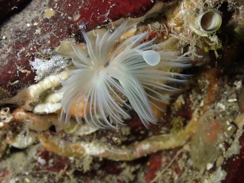 Apomatus geniculatus