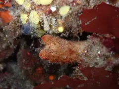 Styela gibbsii thumbnail 2