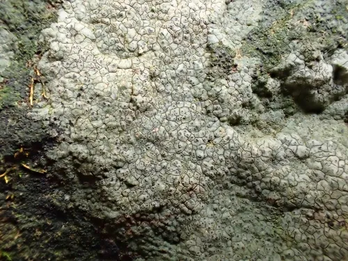 Rock Pimple