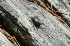 Lasiopogon aldrichii thumbnail 2