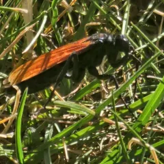 Calopompilus pyrrhomelas thumbnail 3
