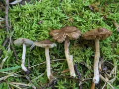 Inocybe nemorosa thumbnail 3