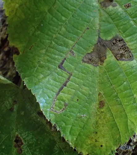 Stigmella tiliella