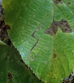 Stigmella tiliella thumbnail 1
