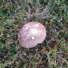 Blushing Wood Mushroom thumbnail 3