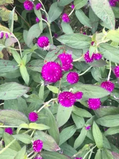Globe amaranth thumbnail 2