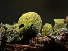 Badhamia nitens thumbnail 2