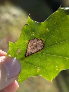 Phyllonorycter basistrigella thumbnail 4