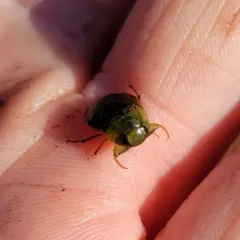 Pelocoris femoratus thumbnail 4