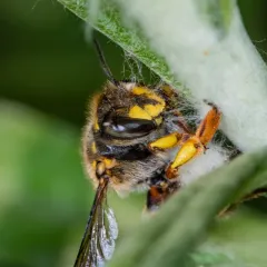 European Woolcarder Bee thumbnail 2