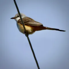 Scissor-tailed Flycatcher thumbnail 2