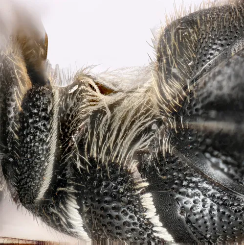 Large-headed Armoured-Resin bee