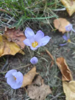 Kotschy's Crocus thumbnail 4