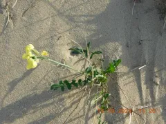 Isle of Man Cabbage thumbnail 2