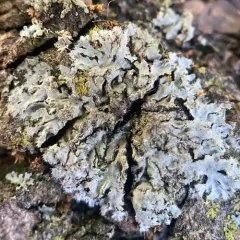Hairy Shadow Lichen thumbnail 2